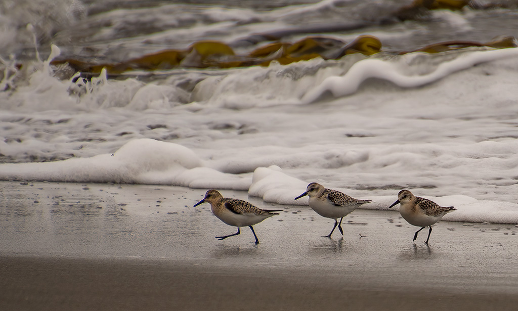 Seaside Bliss by Mary Ann Carrasco (Groups 3 & 39)